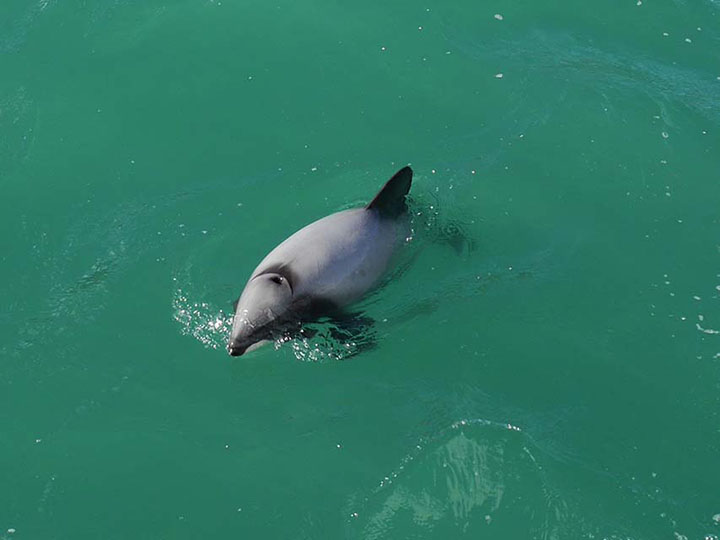 Hector Delphin - New Zealand